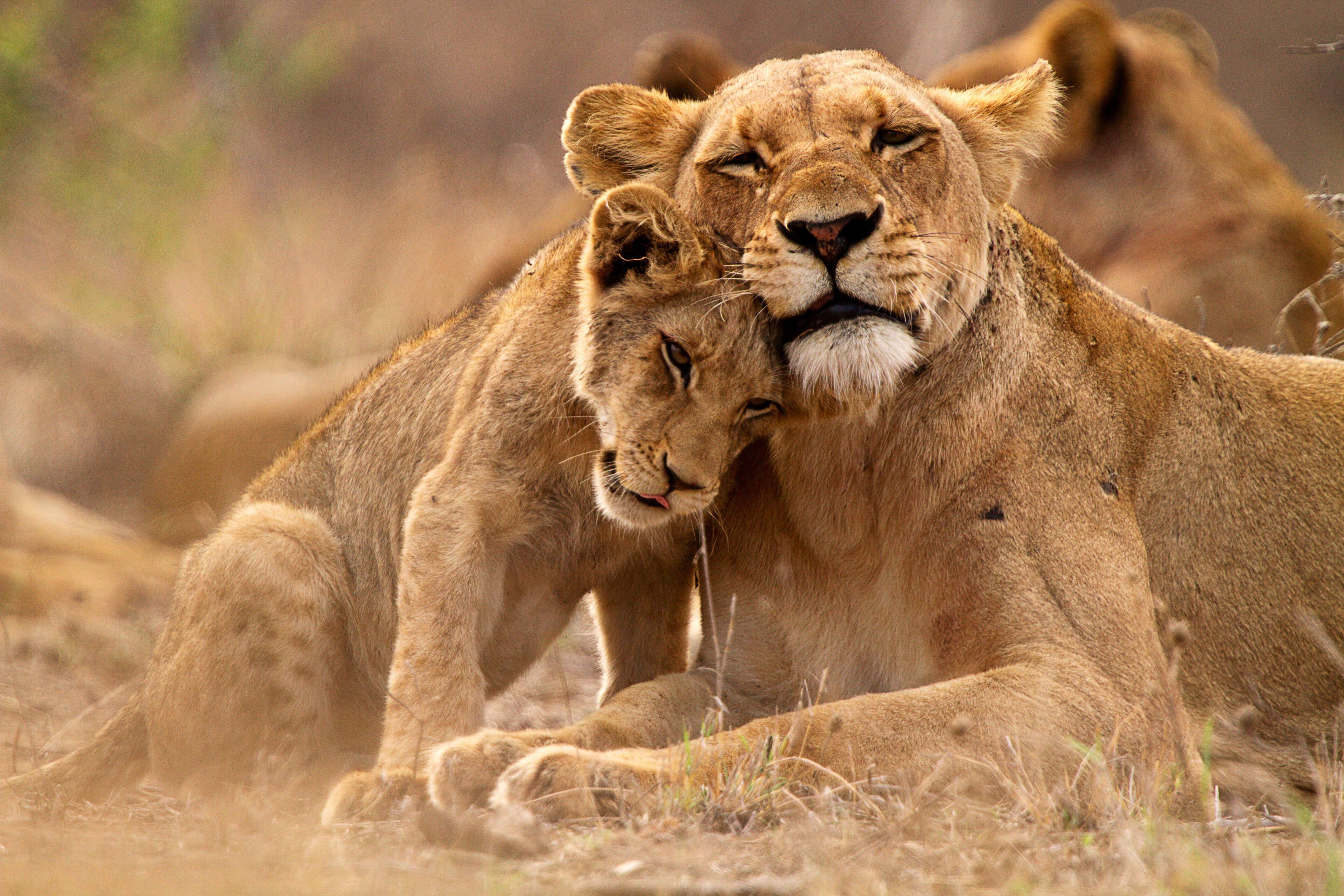 South Africa 